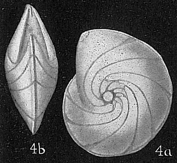 Robulus expansus var. planulatus Robulus expansus var. planulatus