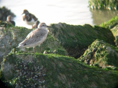 Vogels
