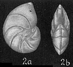 Robulus gibbus