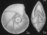 Robulus limbosus