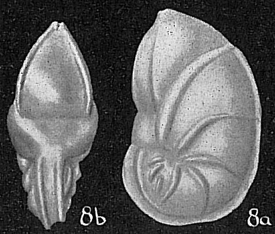 Saracenaria sp. Saracenaria sp.