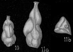 Angulogerina albatrossi ornata