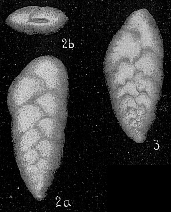 Bolivina compacta Bolivina compacta
