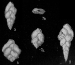 Bolivina hantkeniana