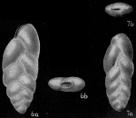 Bolivina ligularia