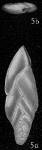 Bolivina nitida
