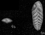Bolivina oceanica