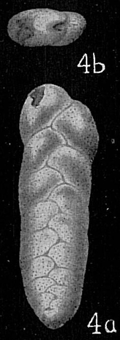 Bolivina cf. paula Bolivina cf. paula