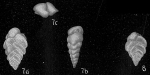 Bolivina rhomboidalis