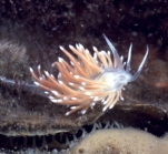 Picture of Coryphella gracilis (Alder & Hancock, 1844)