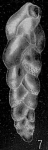 Bolivina spinescens, author: Cedhagen, Tomas