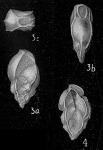 Bolivina subangularis, author: Cedhagen, Tomas