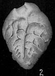 Bolivina subreticulata, author: Cedhagen, Tomas