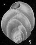 Bolivina subtenuis