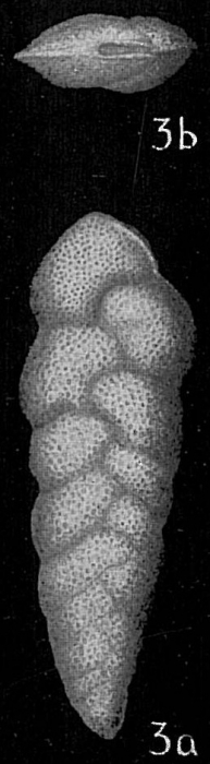 Bolivina variabilis Bolivina variabilis