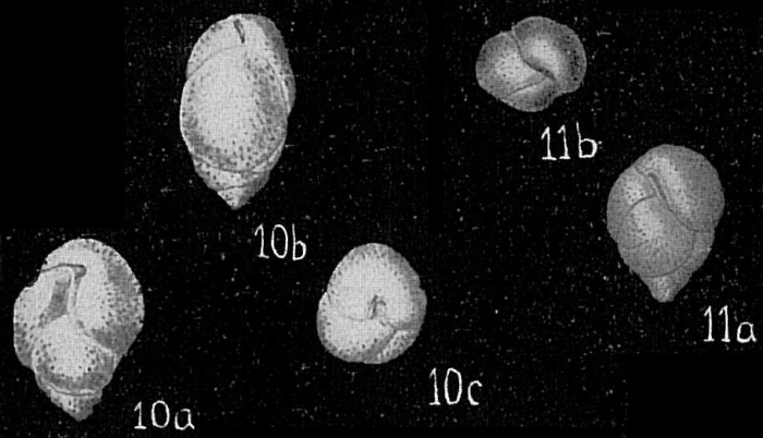 Bulimina fijiensis-Cushman,JA-1942-Albatross-3 Bulimina fijiensis-Cushman,JA-1942-Albatross-3