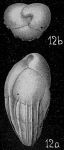 Bulimina rostrata