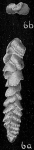 Sagrinella convallaria