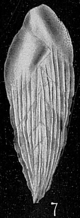 Loxostomum karrerianum var. carinatum Loxostomum karrerianum var. carinatum