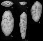 Loxostoma limbatum var. costulatum