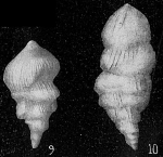 Nodogenerina milletti