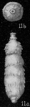 Strictocostella spinata, author: Cedhagen, Tomas; Hayward, Bruce W. Hayward