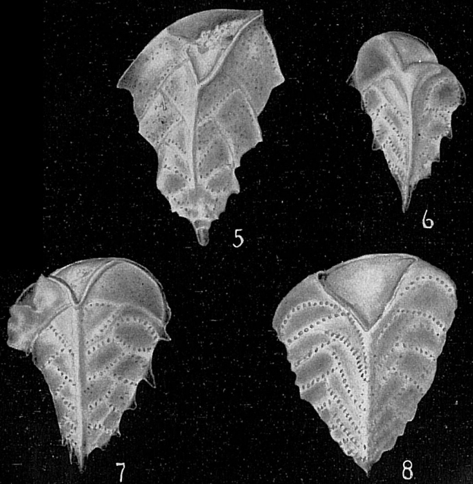 Reussella spinulosum Reussella spinulosum