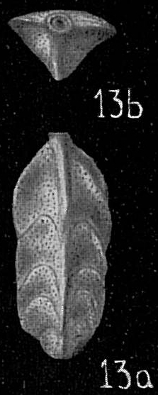 Trifarina bradyi Trifarina bradyi