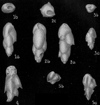 Trimosina orientalis