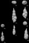 Uvigerina ampullacea