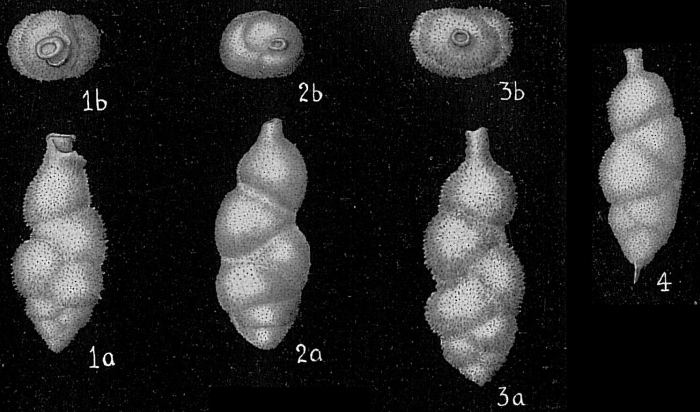 Uvigerina proboscidea Uvigerina proboscidea