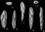 Virgulina pauciloculata