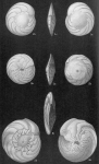 Misidentified Amphistegina radiata (see note)