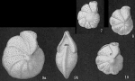 Anomalinella rostrata