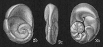 Bronnimannia haliotis