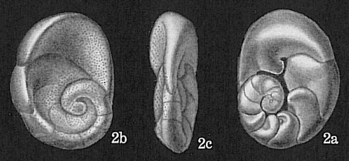 Bronnimannia haliotis Bronnimannia haliotis