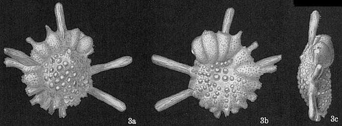 Calcarina hispida = Calcarina gaudichaudii? (Opinion of Renema (2023) pers. comm.)