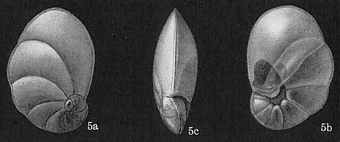 Cancris auriculus Cancris auriculus