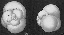 Candeina nitida