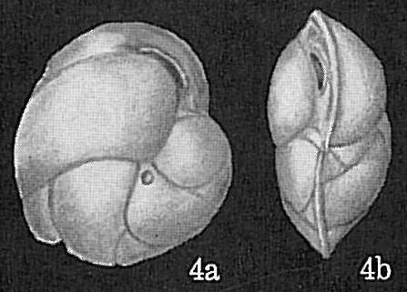 Cassidulina carinata Cassidulina carinata