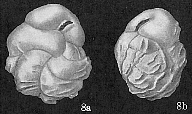 Cassidulina costatula Cassidulina costatula