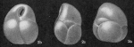 Cassidulina moluccensis