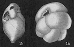 Cassidulina subtumida