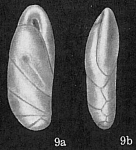 Cassidulinoides tenuis