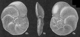 Cibicides floridanus, author: Cedhagen, Tomas