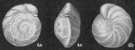 Cibicides robertsonianus