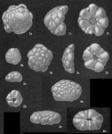Cymbaloporetta bradyi