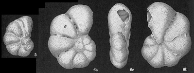 Epistomaroides polystomelloides, author: Cedhagen, Tomas