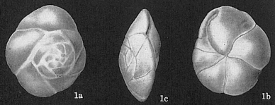 Epistominella exigua, author: Cedhagen, Tomas