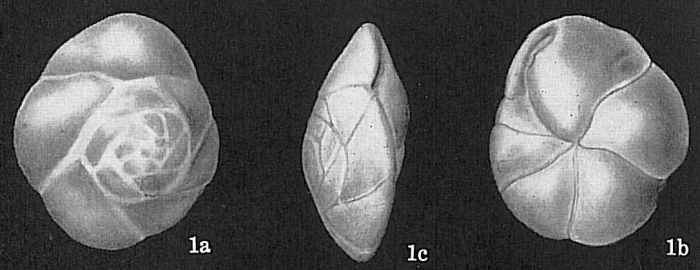 Epistominella exigua Epistominella exigua
